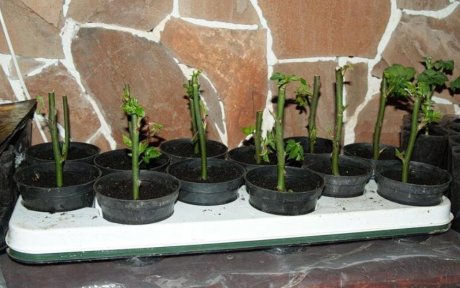 Размножение роз черенками: лучшие способы укоренения черенков роз в саду и дома